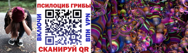 наркота Шенкурск Галлюциногенные грибы Psilocybe